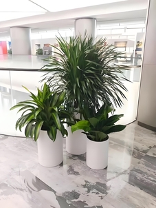 宁波镇海花卉租摆价格